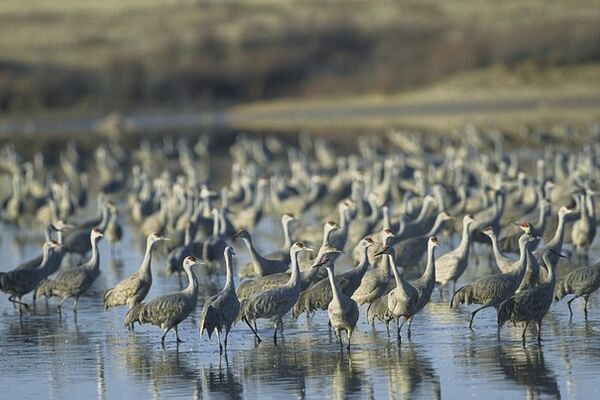 When God Closed the Mouth of Birds