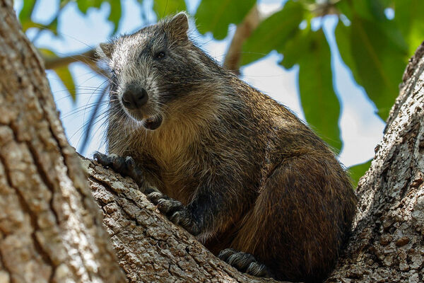 Hutia, the Hunter