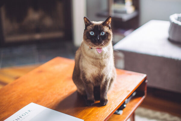 The Cat and the Colporteur