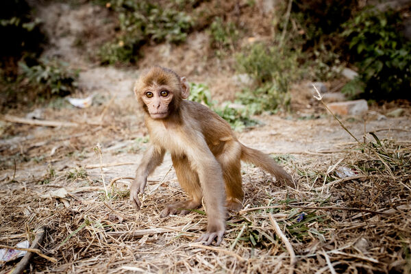 Monkeys Who Kept the Sabbath
