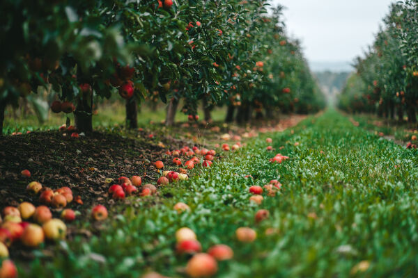 Week 13 - 100 Days of Prayer - Hurled into the Harvest