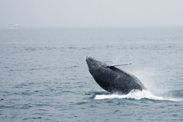 Reflections of Hope 6 - The Whale Song