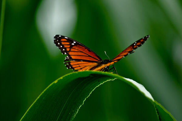 The Butterfly Church